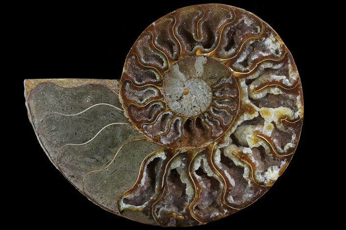Agatized Ammonite Fossil (Half) - Crystal Lined Chambers #78596